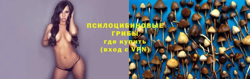 Псилоцибиновые грибы Psilocybe  мориарти какой сайт  Абаза  где найти  